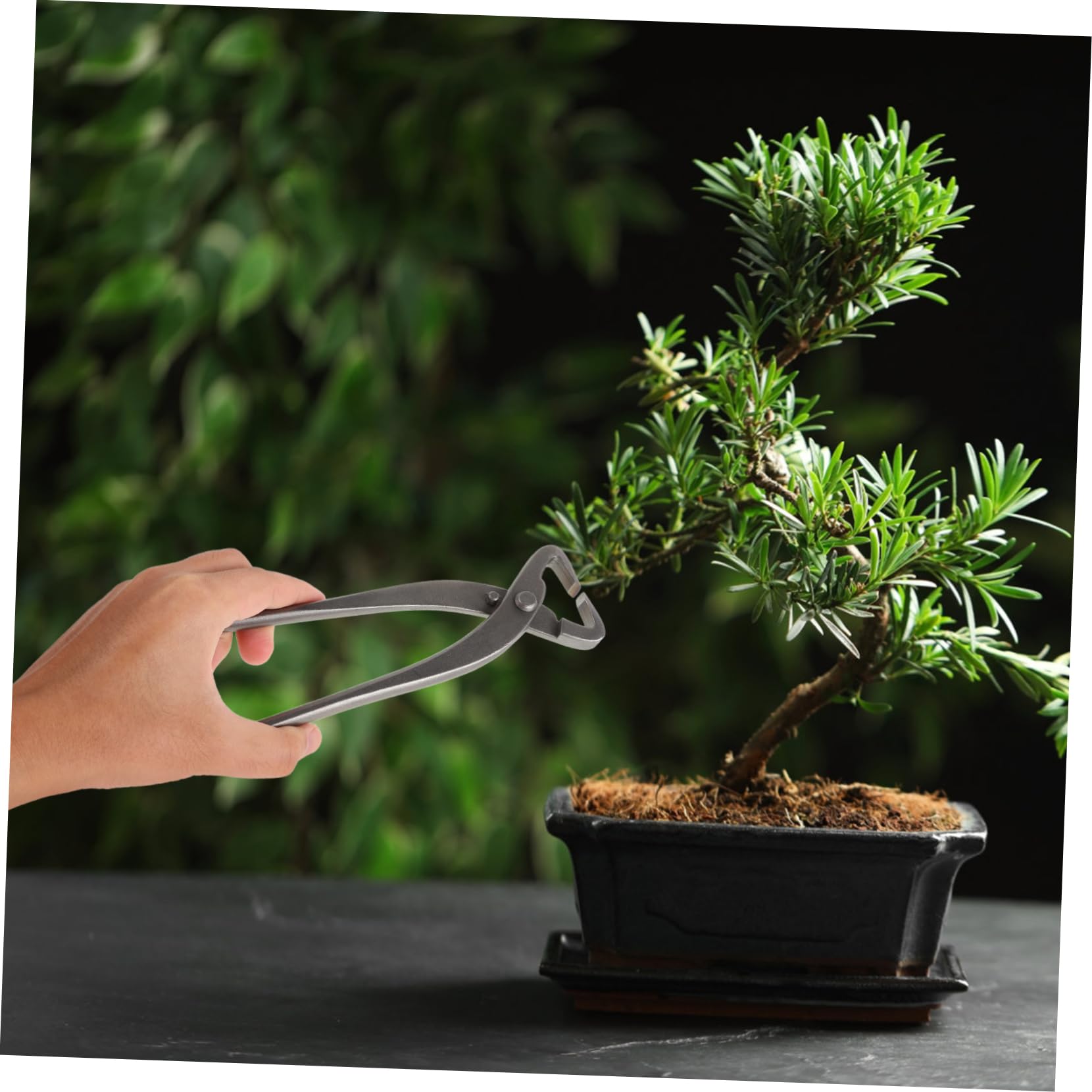 Taglia Bonsai in Acciaio al Carbonio Argento per Potatura Precisa