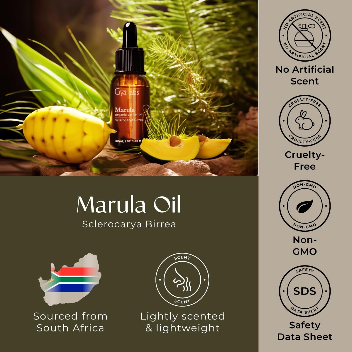 Gya Labs Marula Carrier Oil for Skin - Cold Pressed Organic Marula Oil for Hair - 100% Pure Therapeutic Grade Aromatherapy Marula Oil for Face, Nails, Massage & Hair (30ml)