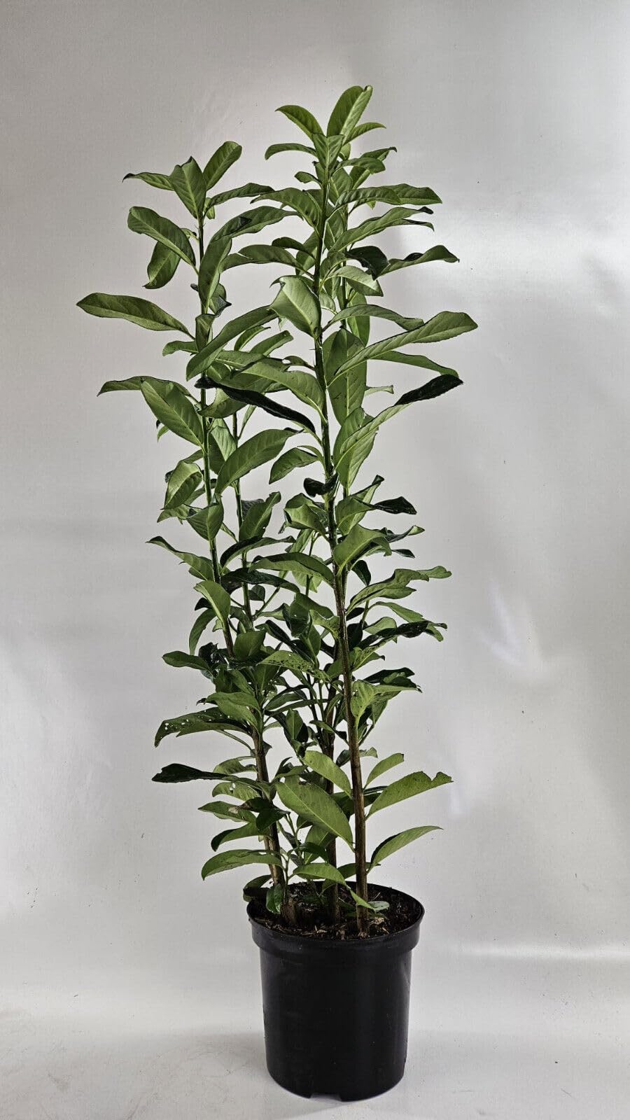 malay gold philodendron Philodendron 'Malay Gold' – Sprouts of Bristol