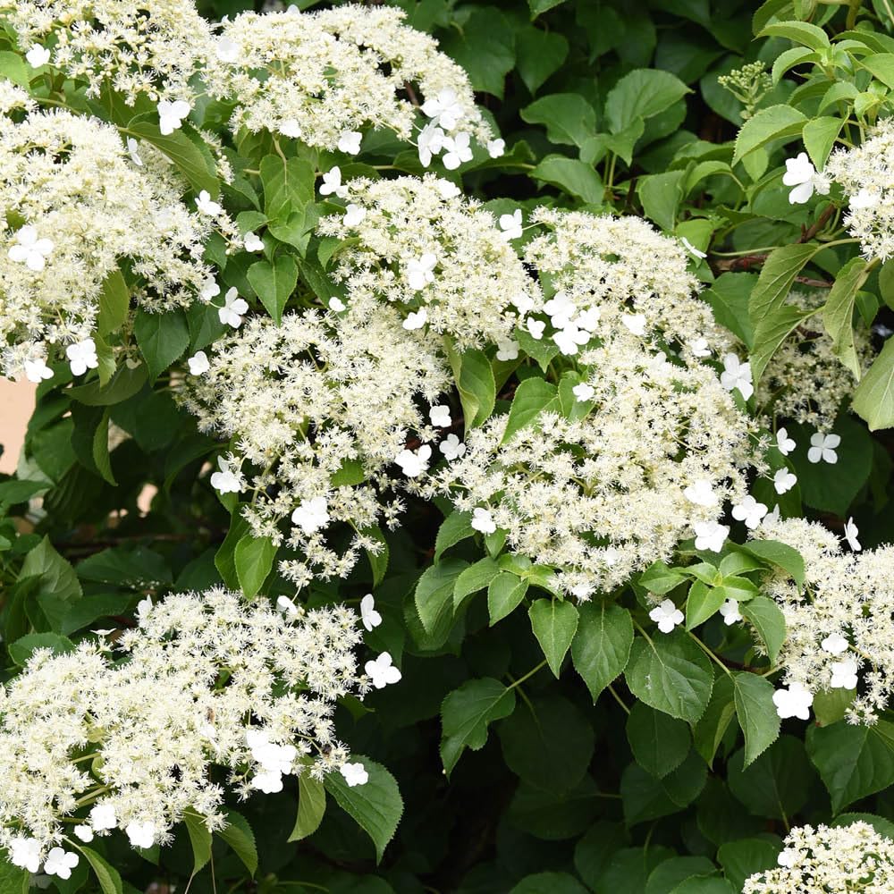 YouGarden Climbing Hydrangea, Set of Three Established Plants in 7cm Pots, Hydrangea anomala Petiolaris, Ready to Plant, Grow Against Garden Fences, Pergolas, Trellis, or Borders