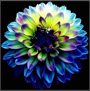 Amazon Co Jp 人気のダリア 球根ランキング