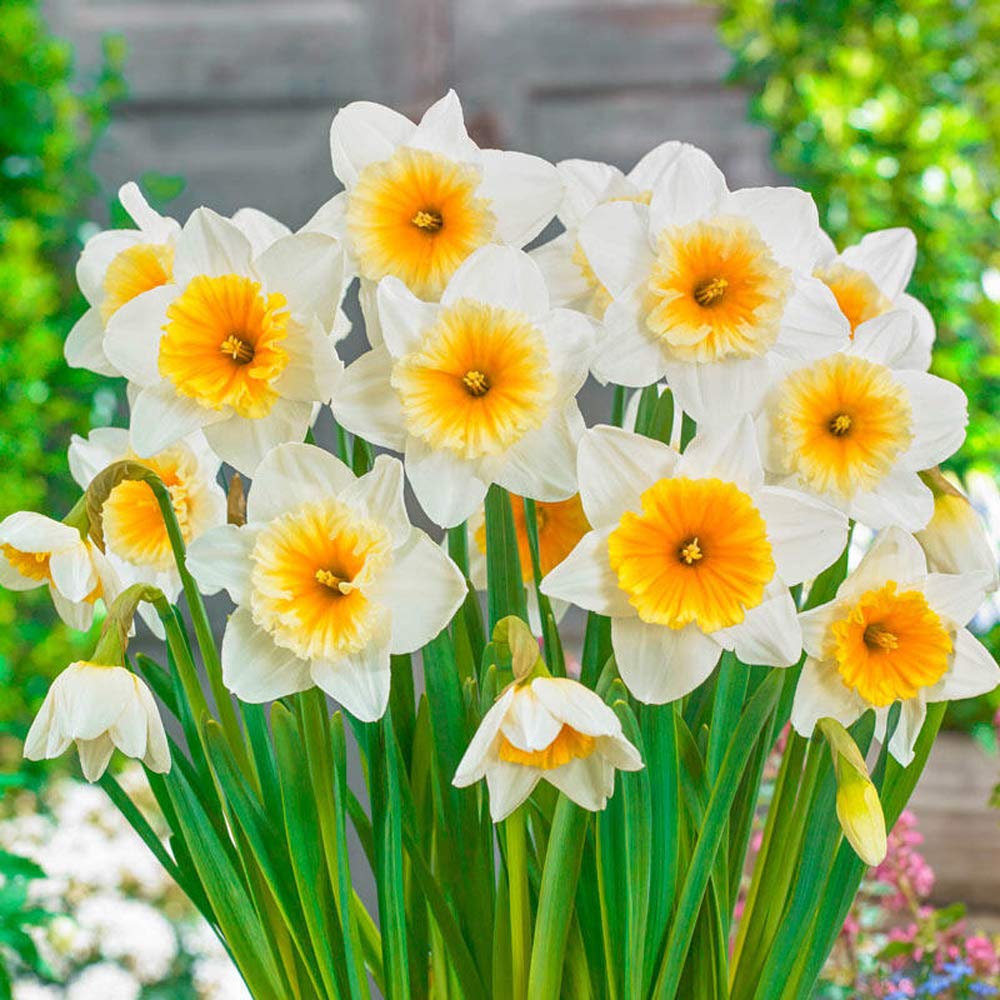 Daffodil Narcissus Bulbs Colors Root Flowering Rhizome Excellent Display Indoor Perennial Balcony Can Be Potted Aromatic Fragrant Delicate Fragrance (10PCS,B)