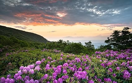 Nature Sticker Poster|Flowers Valley Poster|Wall Decor|Decorative Wall Poster|Poster for Interior Decoration|Self Adhesive Paper Poster(19x13Inch)