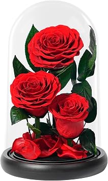 Changshunqi Roses Forever Preserved Flowers - Forever Flowers in Acrylic Dome for Delivery, Anniversary Birthday Preserved Rose Flower Gifts for Women Wife Mom Grandma Daughter Her Girlfriend