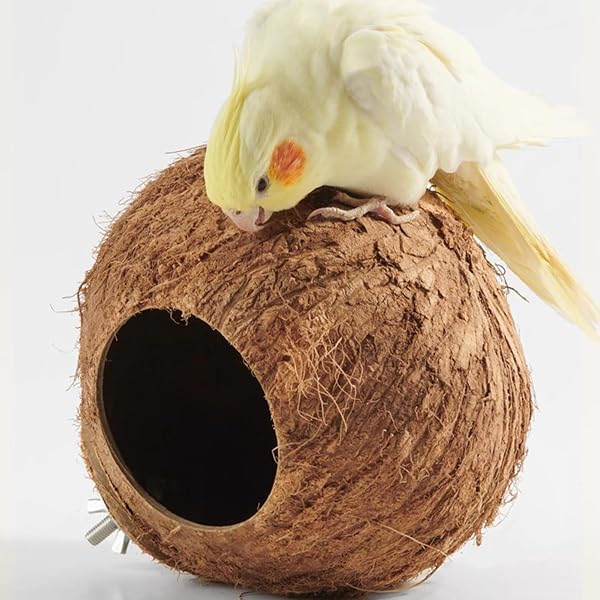 Coconnut - Casetta per – Habitat Sicuro per l'allevamento di, estetica Rustica da Appendere, Corpo Largo 15 cm + Robusto Anello in Corda, Struttura in Fibra di Cocco – per Riposo - 4