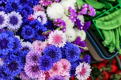Miniatura 3 de Mezcla de algodón de azúcar con semillas altas de botón de soltero - Paquete de más de 200 unidades - para plantas de semillas de flores de jardín