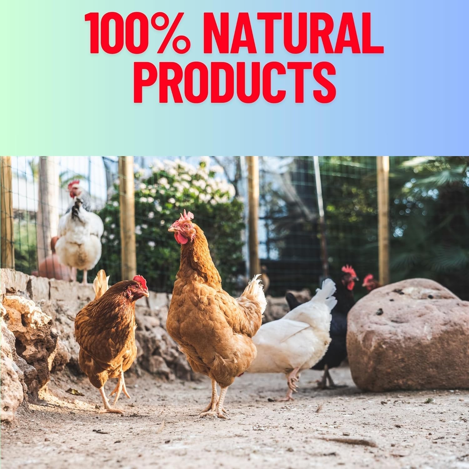 Pure Oyster Shells Minerals, High Calcium Supplement, Designed to Promote Strong Bones, Better Digestion, and Overall Well-Being for Pigeons, Small Cage Birds, Duck and Chickens 20 Pounds Bag