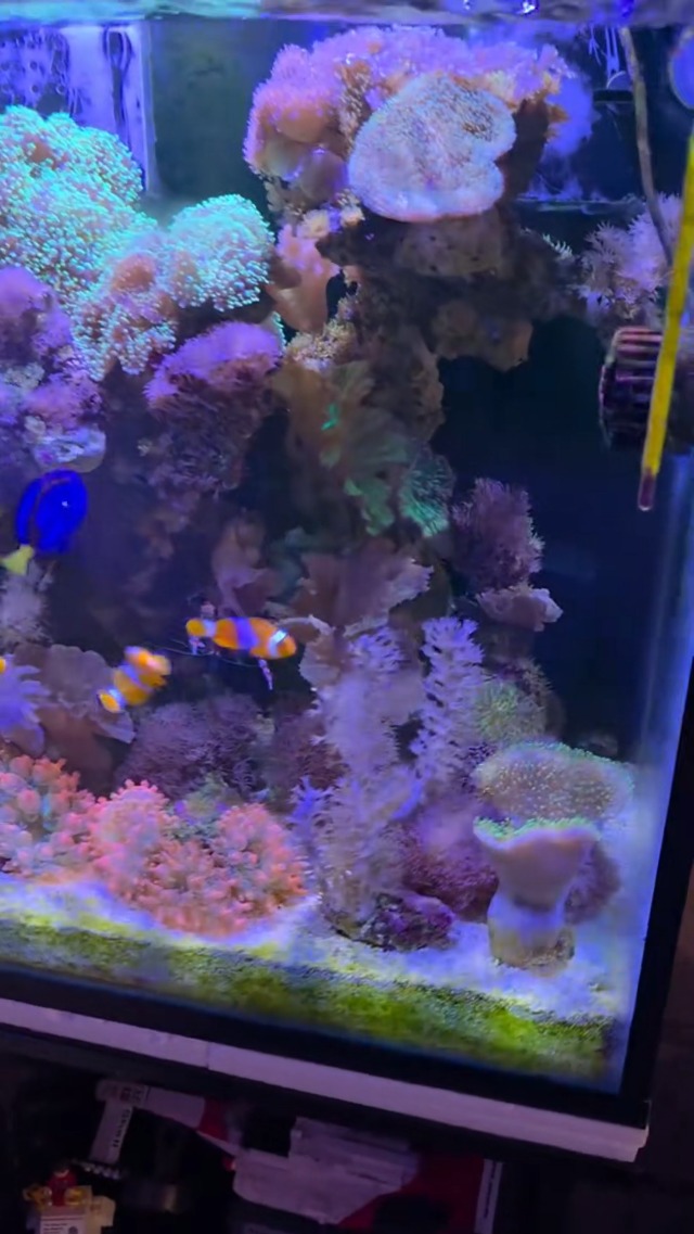 Image of PopBloom NanoReef 65 Reef LED Light, Full Spectrum Marine Reef LED Aquarium Lighting for Soft /LPS Corals & Saltwater Fish Tanks, Built-in Timer, WiFi Phone Programmable, Sunrise Sunset