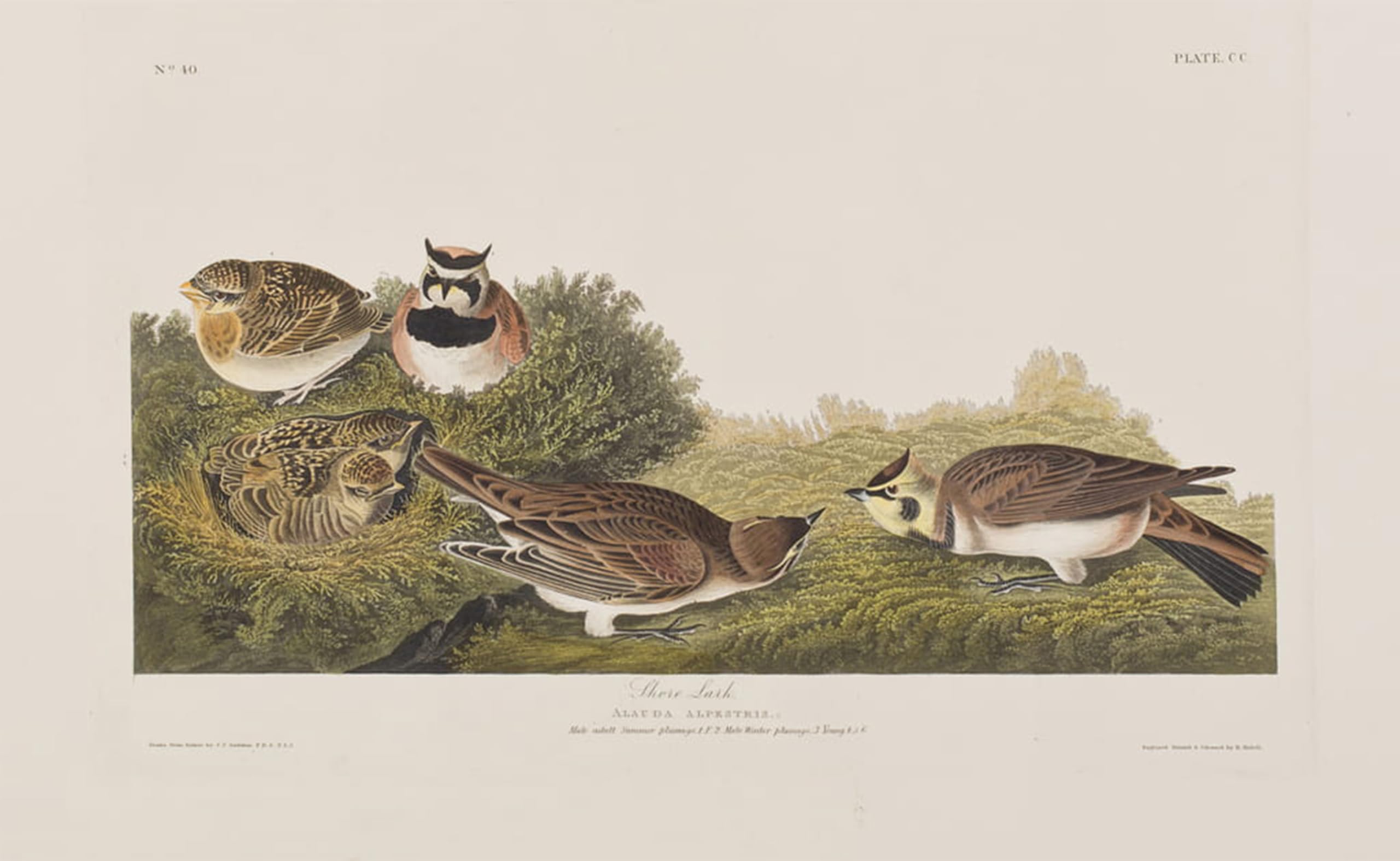 Illustration d'oiseaux d'Amérique John Audubon tableau moderne 60x90cm - 5