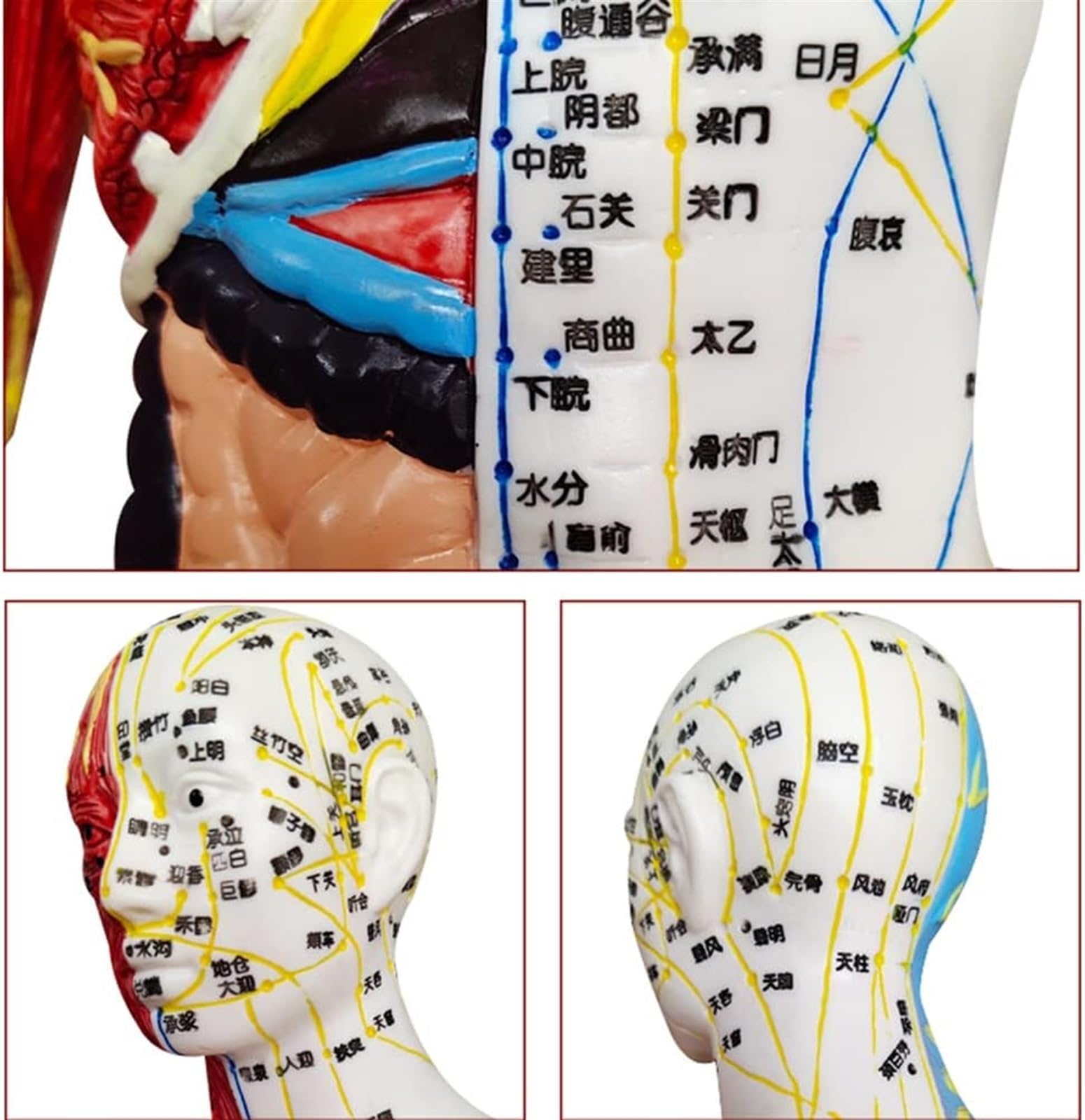 BuTkus Akupunktur- und Muskelanatomisches männliches Modell, 60 cm/23,6 Zoll – for Akupunkturisten und andere medizinische Fachkräfte, die Lehr- und Bildungsbedarf ausbilden