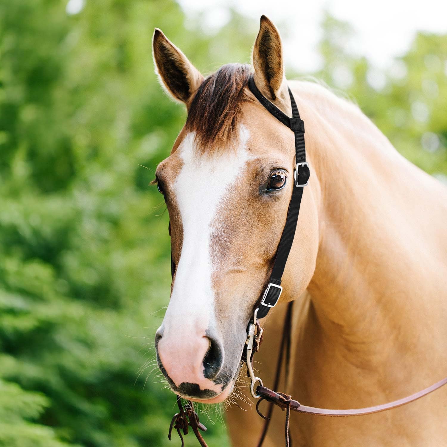 Jeffers Equine Nylon One Ear Horse Headstall – 3 Ply ¾ Western Adjustable Tack, Nickel Plated Hardware for Riding, Training, Barrel – Equestrian Accessories & Apparel for Horses – Black