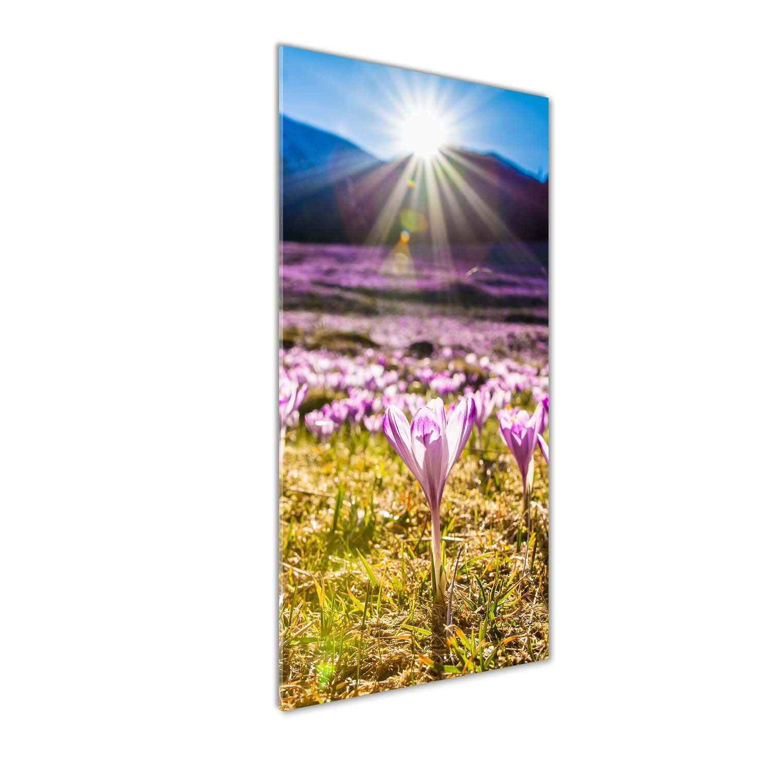 Impression sur verre acrylique 50x125 cm - Tableau mural paysage rose Crocus