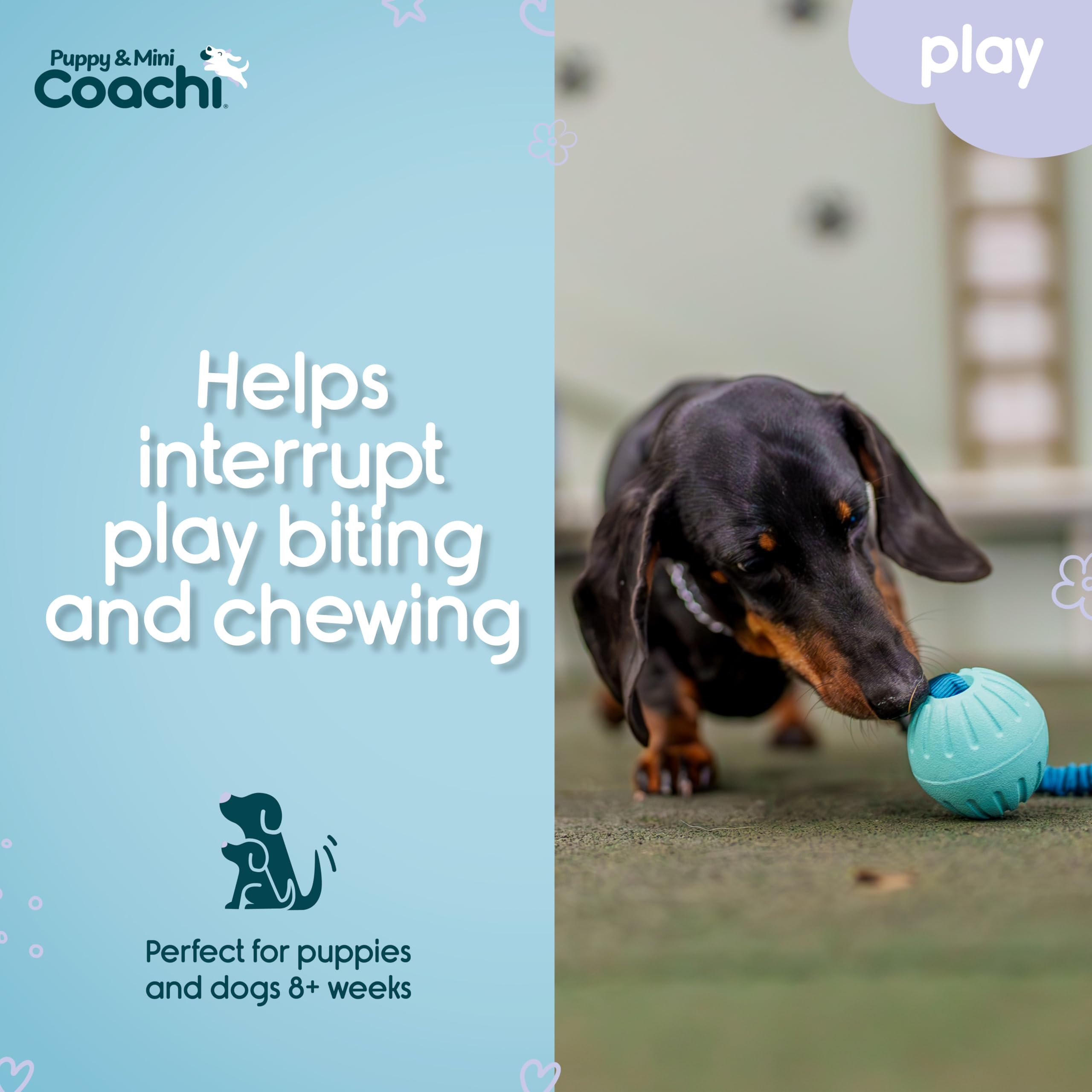 Coachi Puppy & Mini Tuggi Ball, Lightweight, Tough Dog Toy, Stretchy Bungee Handle, Reward Training, Agility, Recall - Image 3