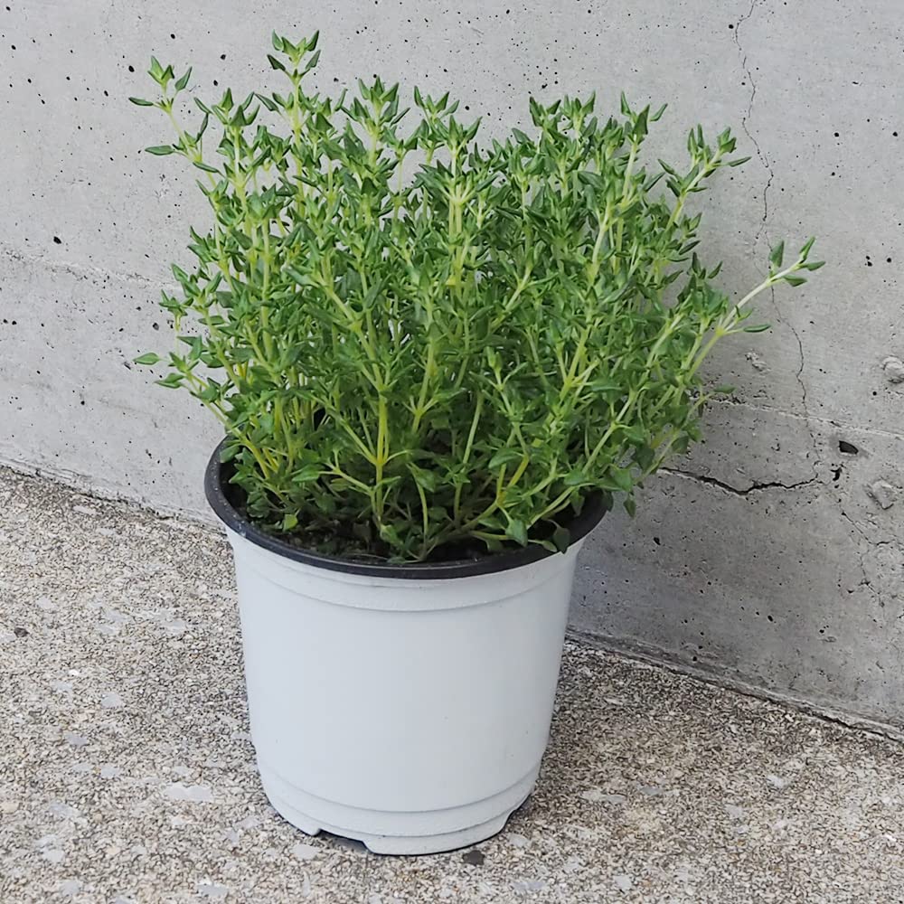 クリーピングローズ　アロマハーブ　根付き苗　3苗 61h+Jpi6-5L._AC_UL210_SR210,