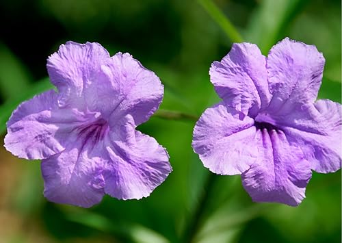 Miniatura 5 de 6 plantas mexicanas de petunia viva, Ruellia Brittoniana Perenne de 5 a 7 pulgadas de altura de barco desnudas