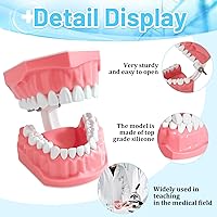 Vista 3 de Modelo dental Tamaño estándar para la práctica de cepillado y hilo dental - Dientes de silicona Typodont con encía visible, herramienta