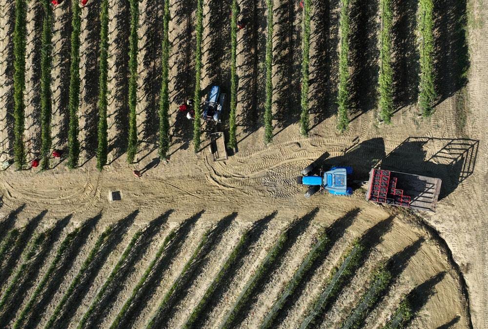 Alle radici del Barolo. Ediz. a colori