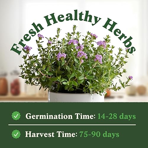 Miniatura 3 de Seedboy Semillas de Tomillo Orgánicas para Plantar en Interiores y Exteriores, Paquete de Semillas de Hierbas sin OGM y Certificadas por USDA para