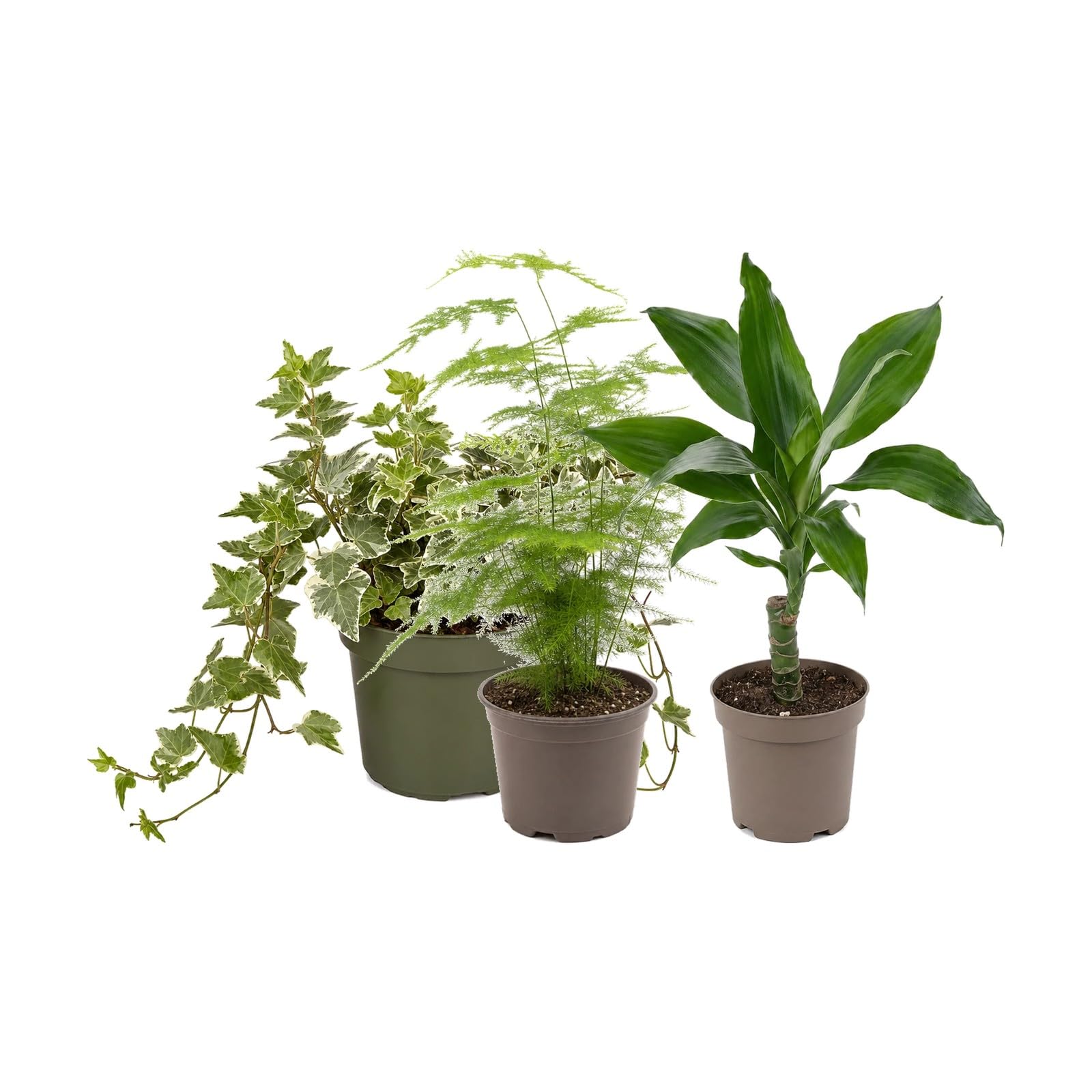 DECOALIVE Pack 3 Plantas Naturales para Despachos