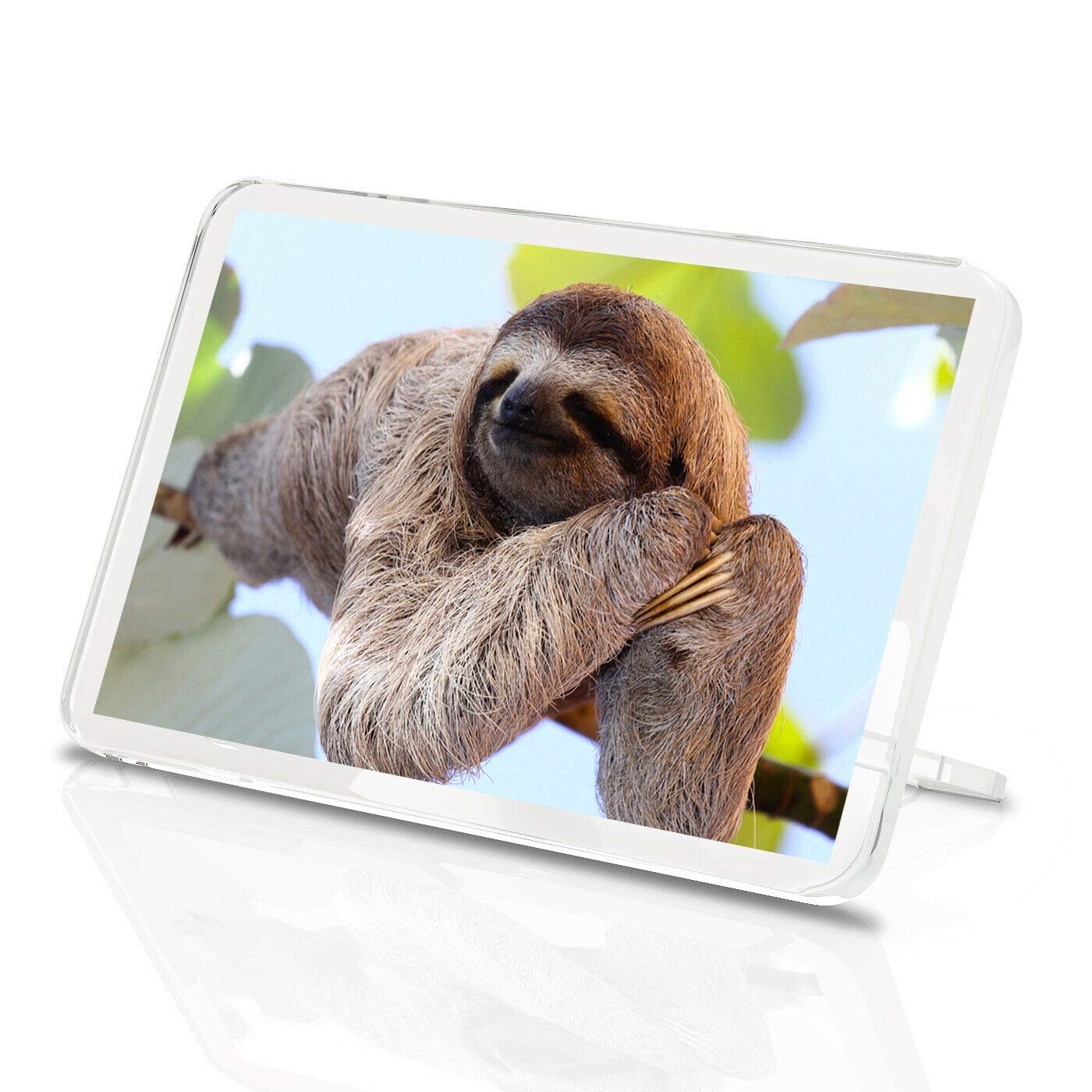 Beautiful Lazy Sloth Classic Fridge Magnet - Wild Animal Nature 8487