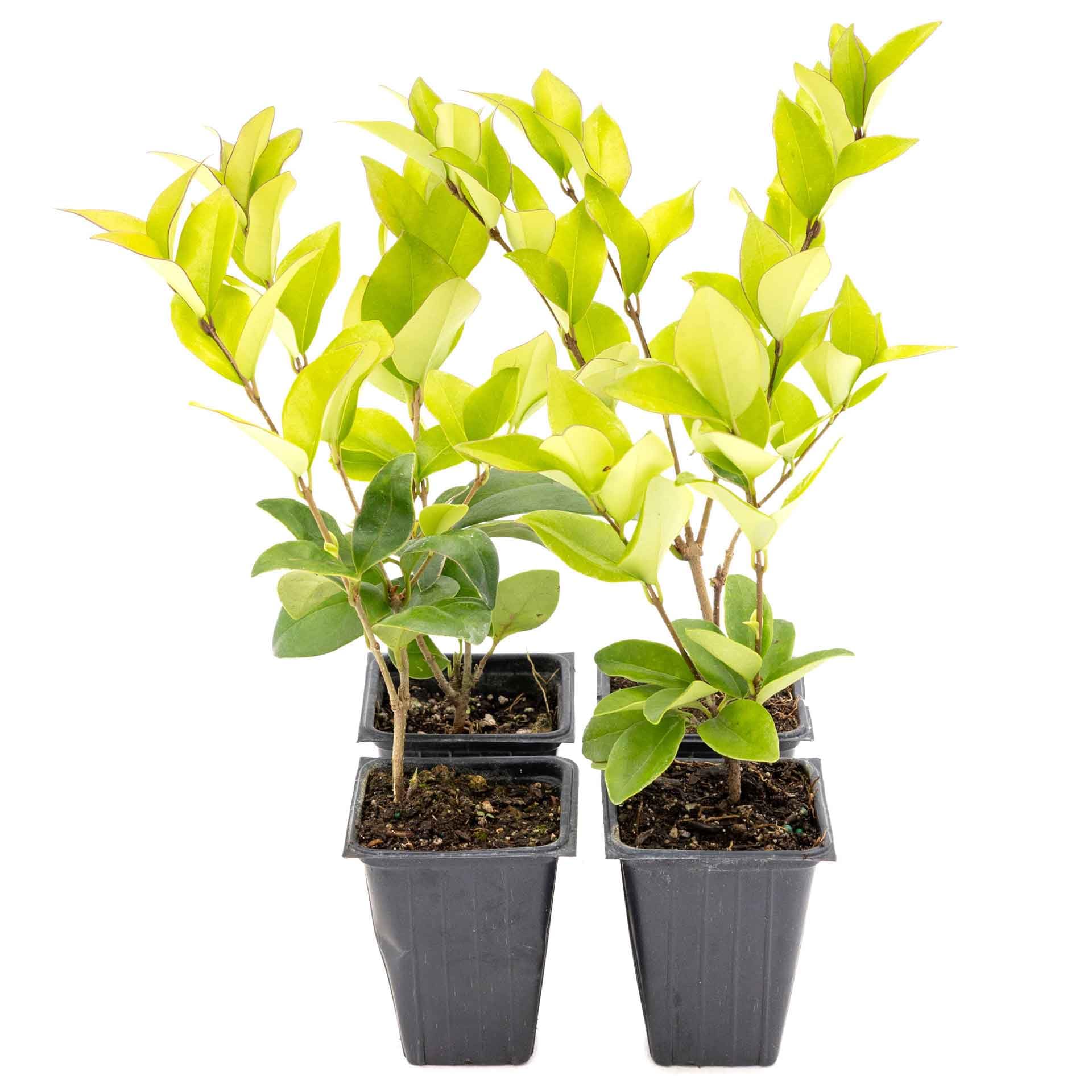 Waxleaf Privet 4 pack