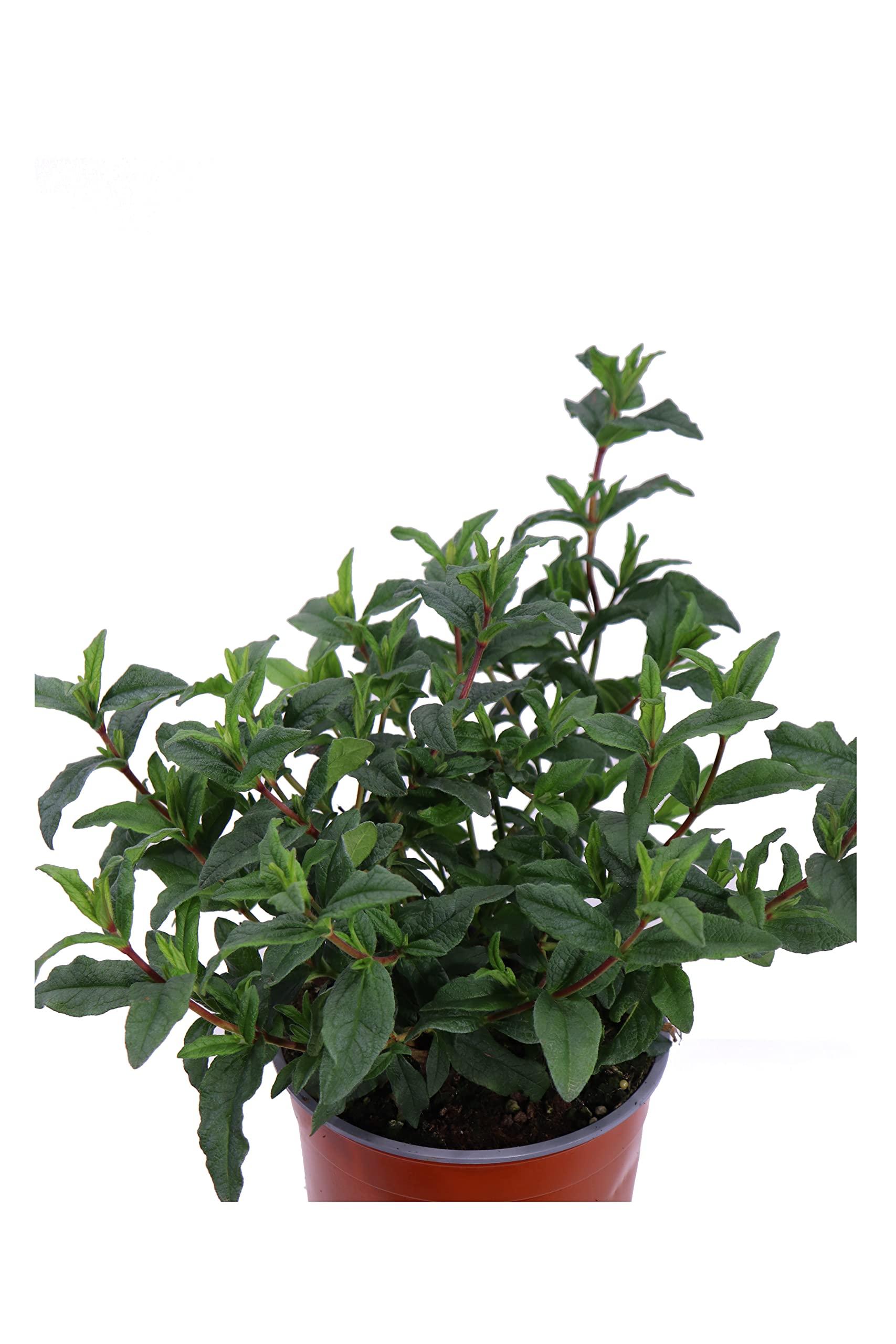 Pianta di Cisto Pianta di Cistus Pianta da esterno pianta da giardino pianta ornamentale pianta da fiore pianta vera di Cistus venduta da eGarden.store (Cistus Ladanifer v.17 cm)