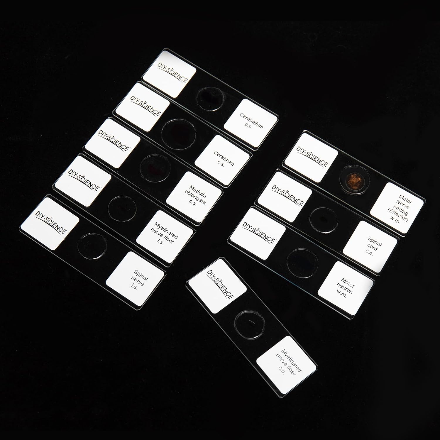 Nervous System Prepared Microscope Slides Set, 9 Pack Nerve Fiber, Motor Neuron, Spinal and More Typical Nervous System Specimens for Biology Science Class