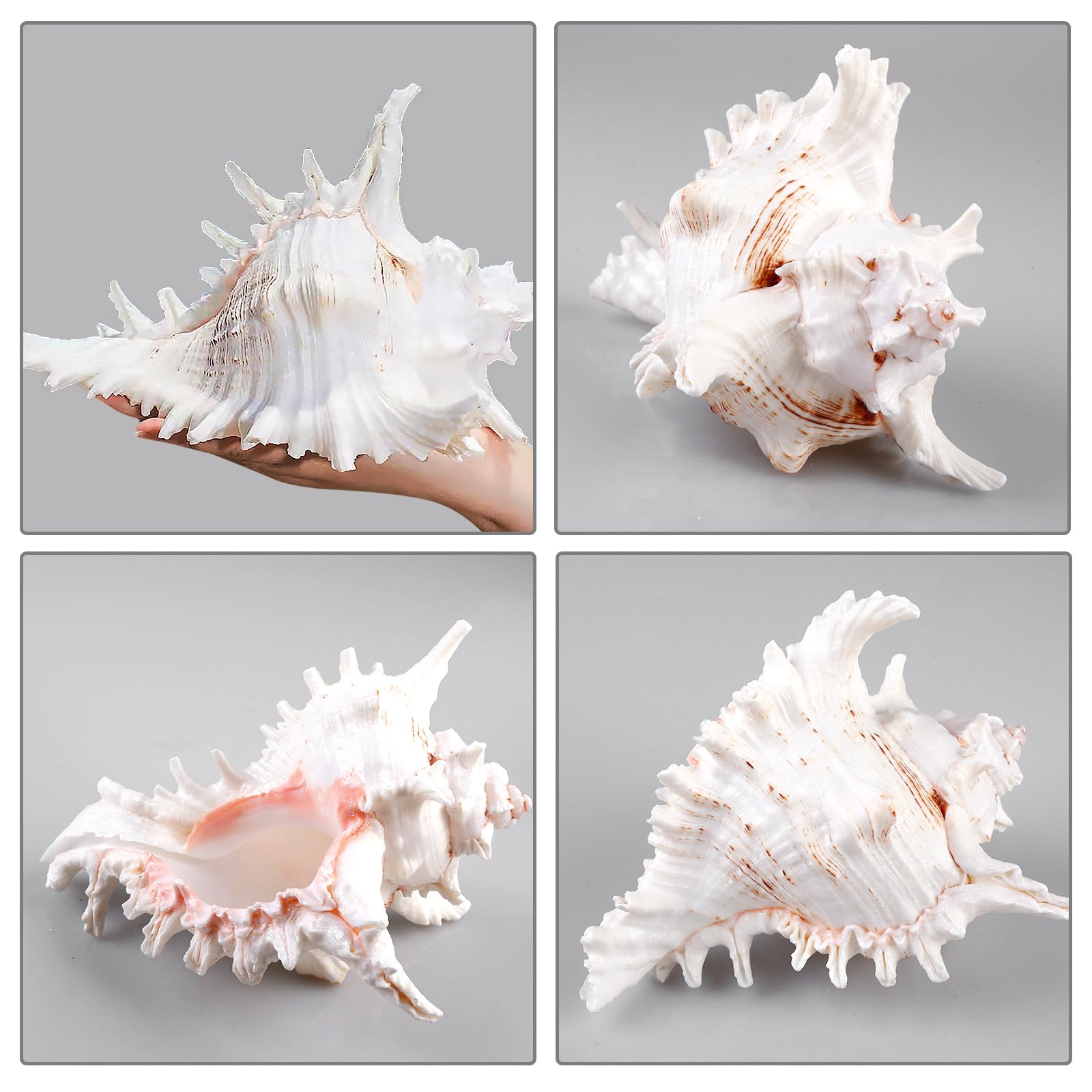 Natürliche Muscheln,18-20cm Große Natürliche Muschelschalen,Riesige Ocean Muschel,Große Muscheln Zum Basteln Für DIY Handwerk Dekor,Strand-Mottopartys,Hochzeitsdekor