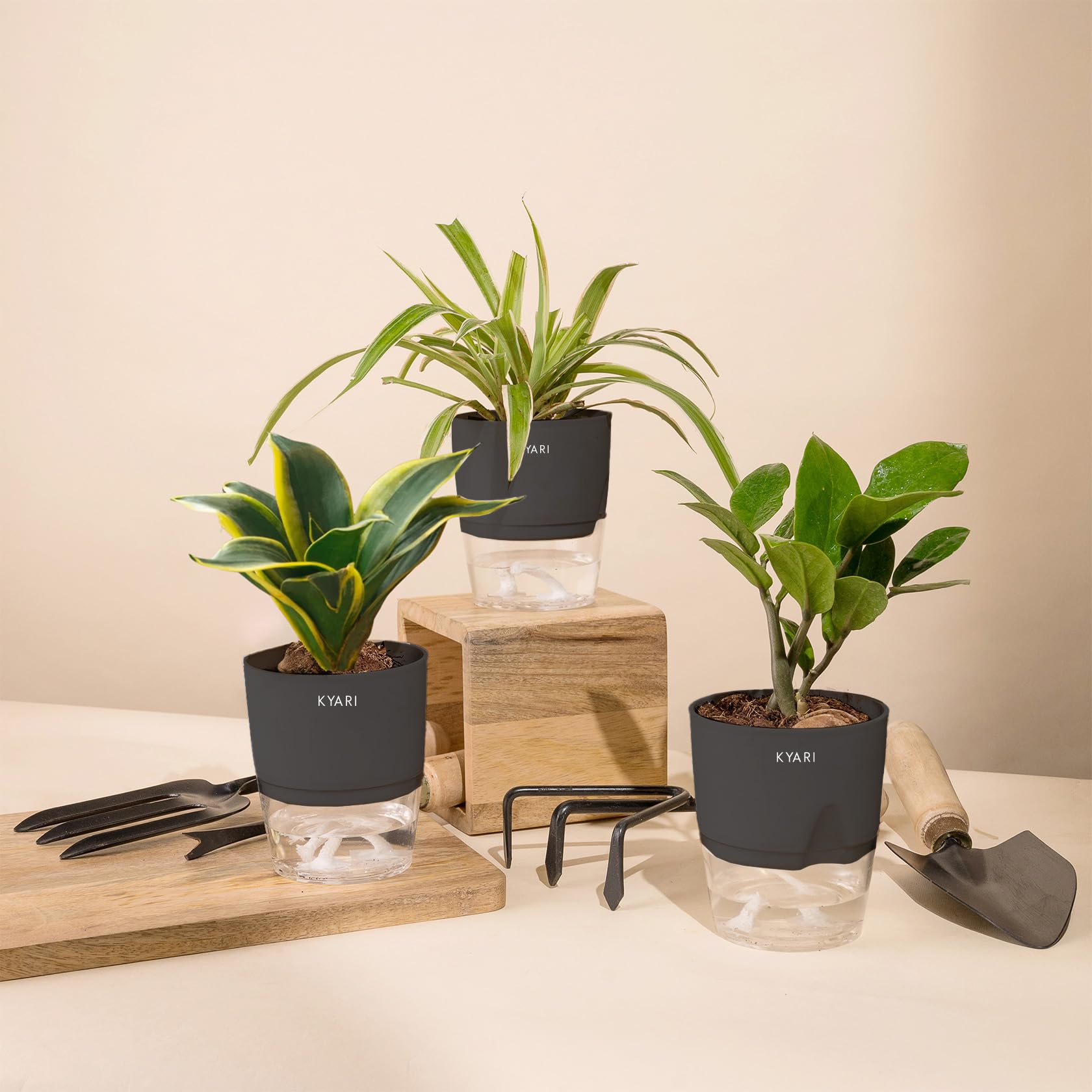 KYARI Golden Hahnii Snake-Spider-Zamia Green (ZZ) Combo of 3 Indoor Plants for Living Room | Live Plants | Plants with Grey Pot for Home Air purifier plants | Plants for Home Decor | Plants for garden (B0CHYVJ6Z3) Amazon Price History, Amazon Price Tracker