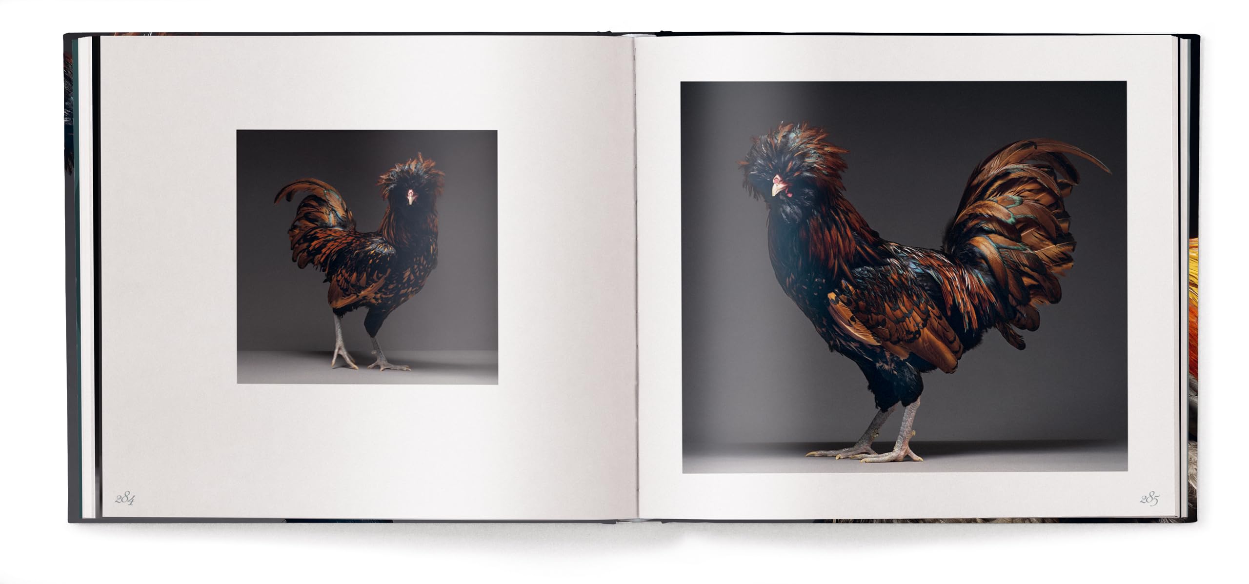 Gefiederte Eleganz: Eine fotografische Hommage an das Huhn