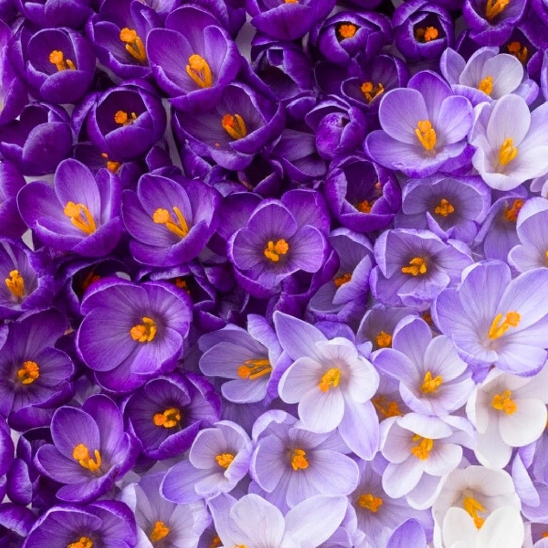 Pre-Chilled Flower Bulbs 20 Blue Moon Crocus