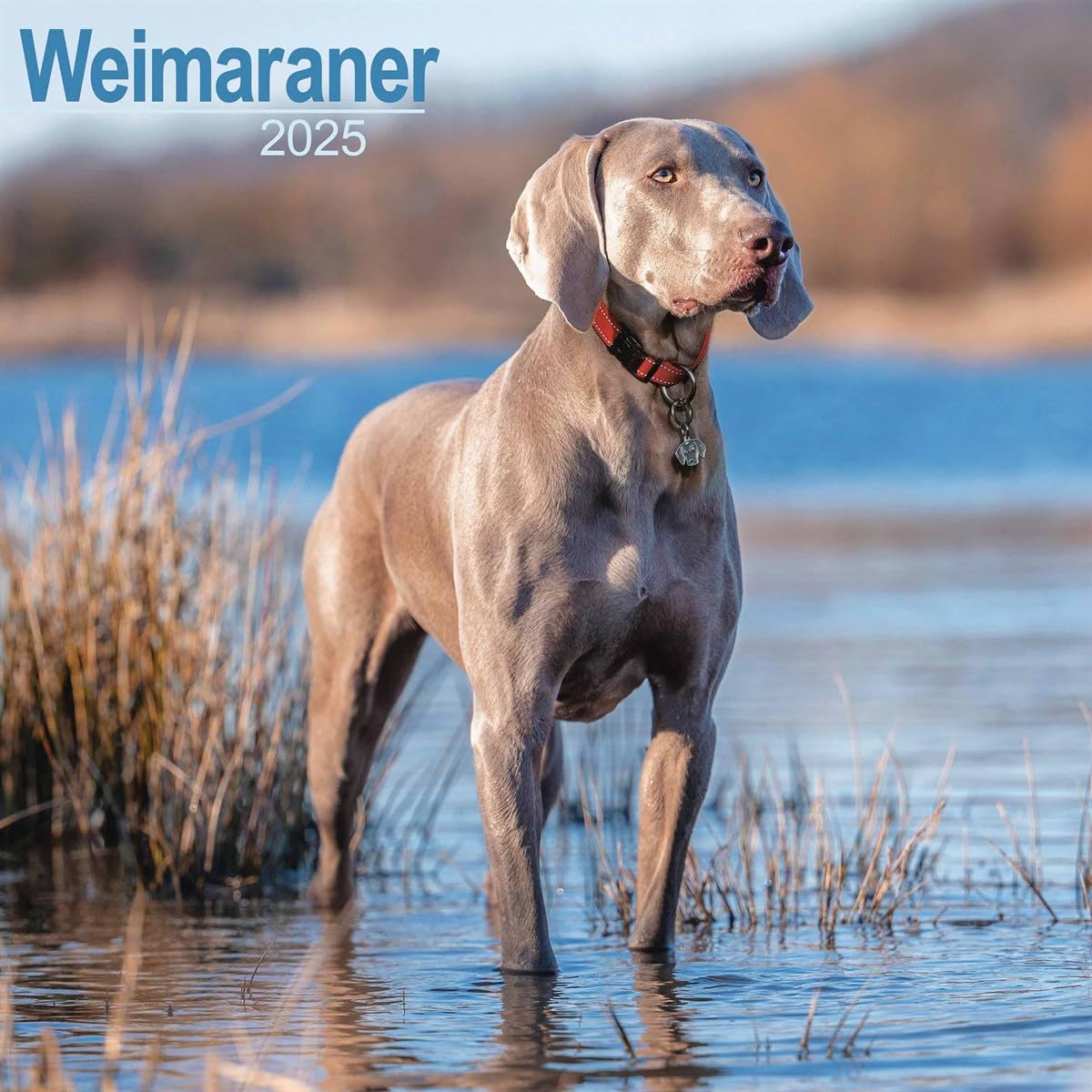 Weimaraner 2025 Square Wall Calendar | Dog Breed Calendar