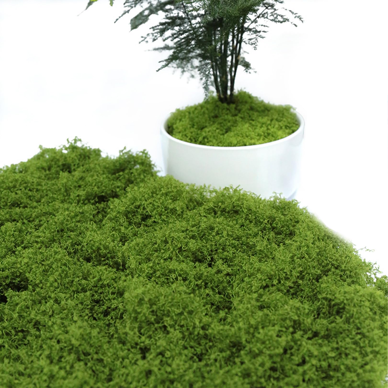 205 g, muschio per fai da te, muschio artificiale, muschio islandese, muschio islandese, presepe terrario, Moss acquista muschio naturale, decorazione, arte finte, decorazione per pareti, presepi