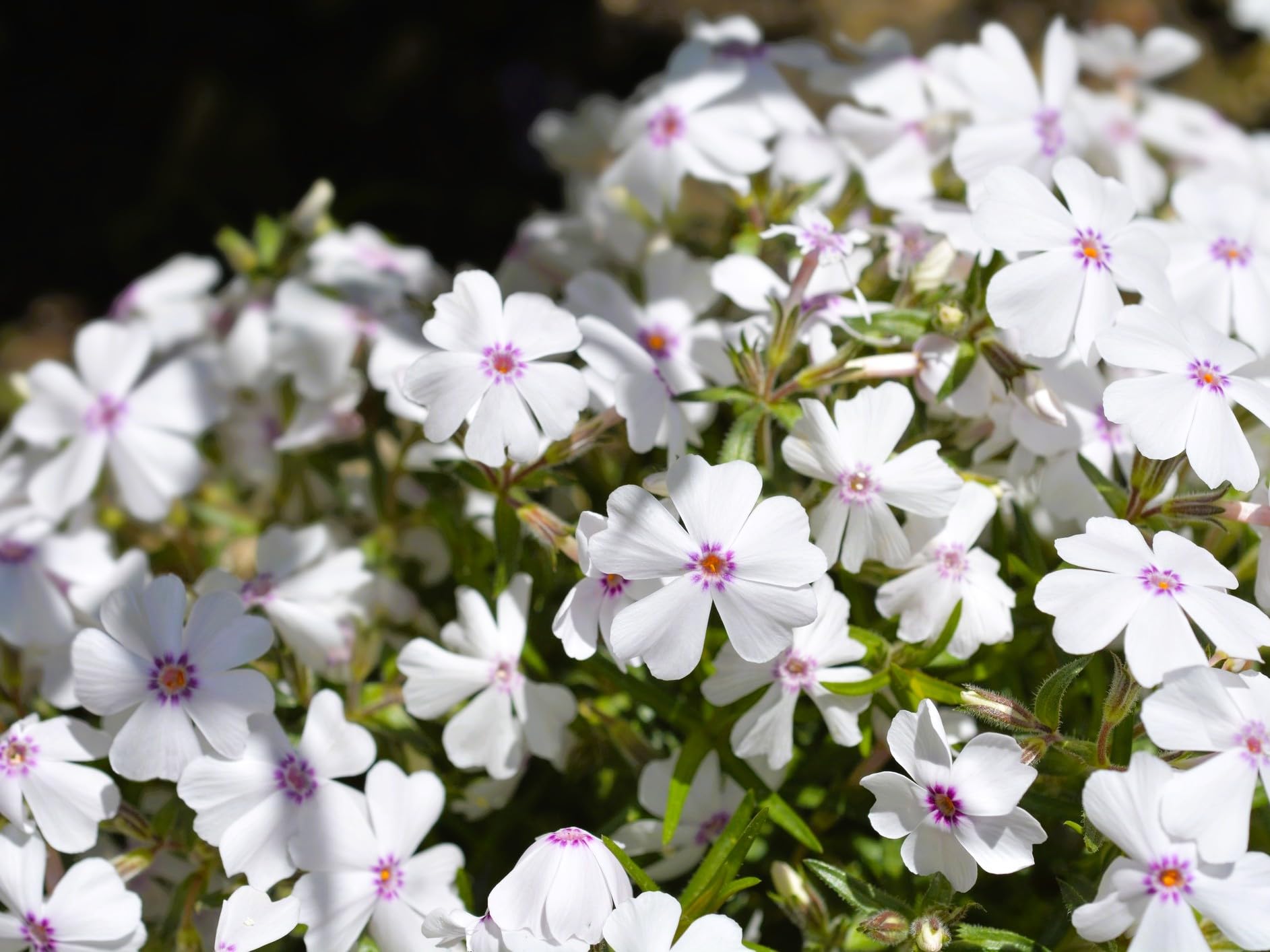 Greenwood Nursery Amazing Grace Creeping Phlox