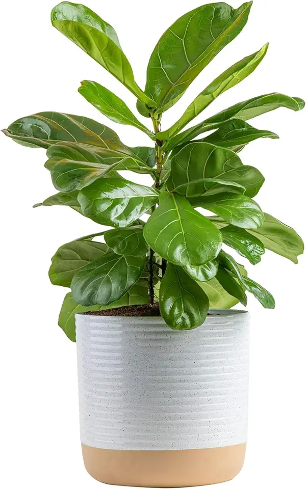 Costa Farms Fiddle Leaf Fig, Live Indoor Plan...