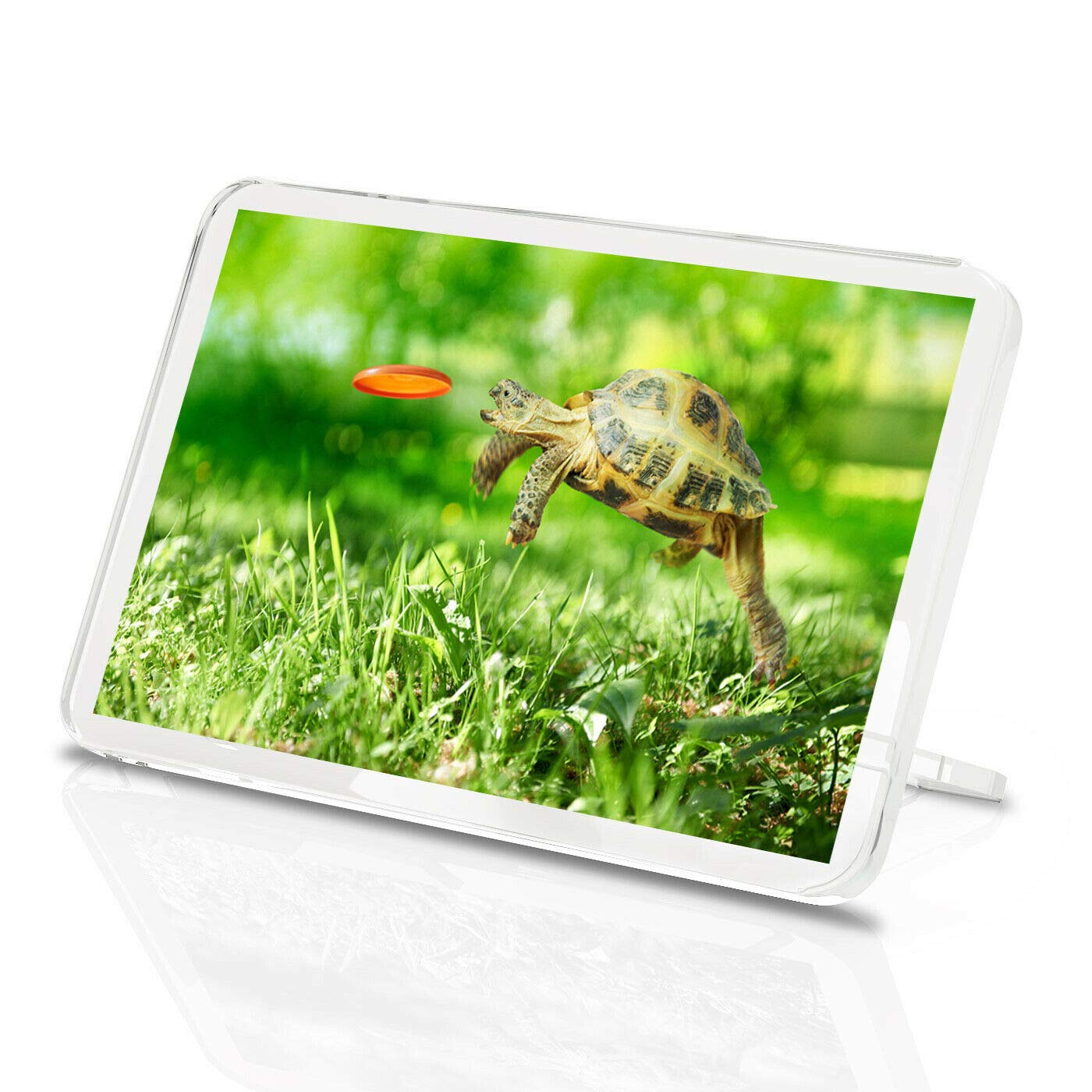 Destination Vinyl Magnets Multicolor 1 X Fridge Magnet -Tortoise Turtle Jumping Close Up Classic Fridge Magnet - Animal Fun Gift #14390