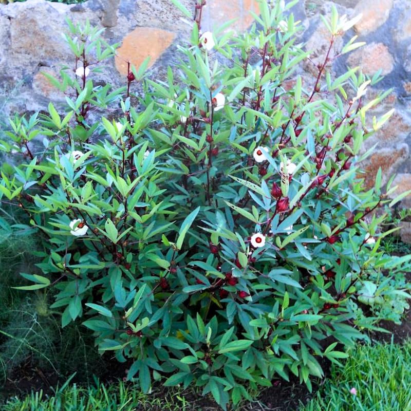 climbing rose plant America Climbing Rose  Lichtenfelt's
