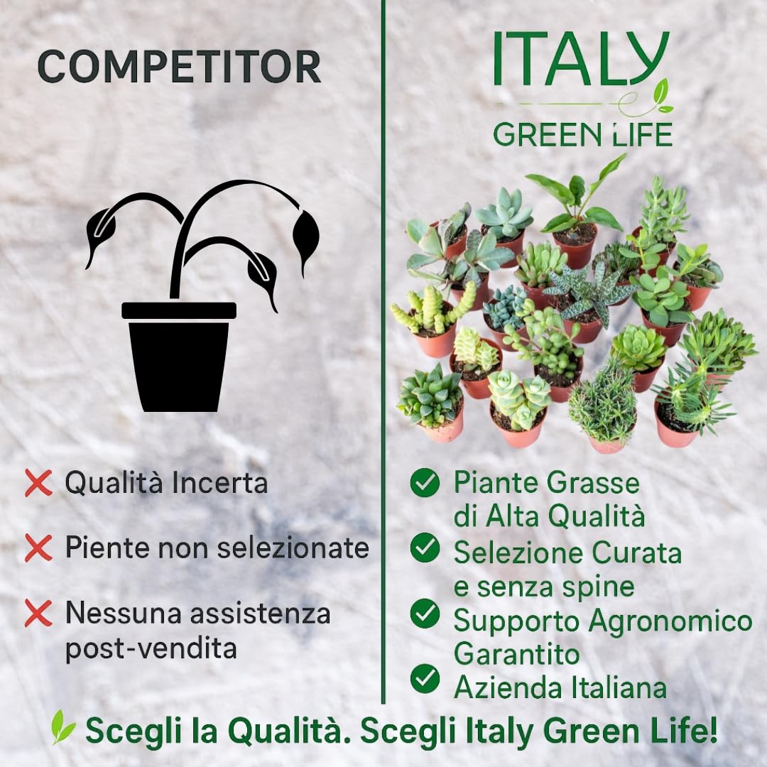 Set di 20 Piante Grasse Vere Senza Spine, Vaso 5,5cm, Mini Piantine da Interno ed Esterno - Piante Succulente Ideali per Scrivania, Casa e Ufficio - Le piantine variano in base alla disponibilità