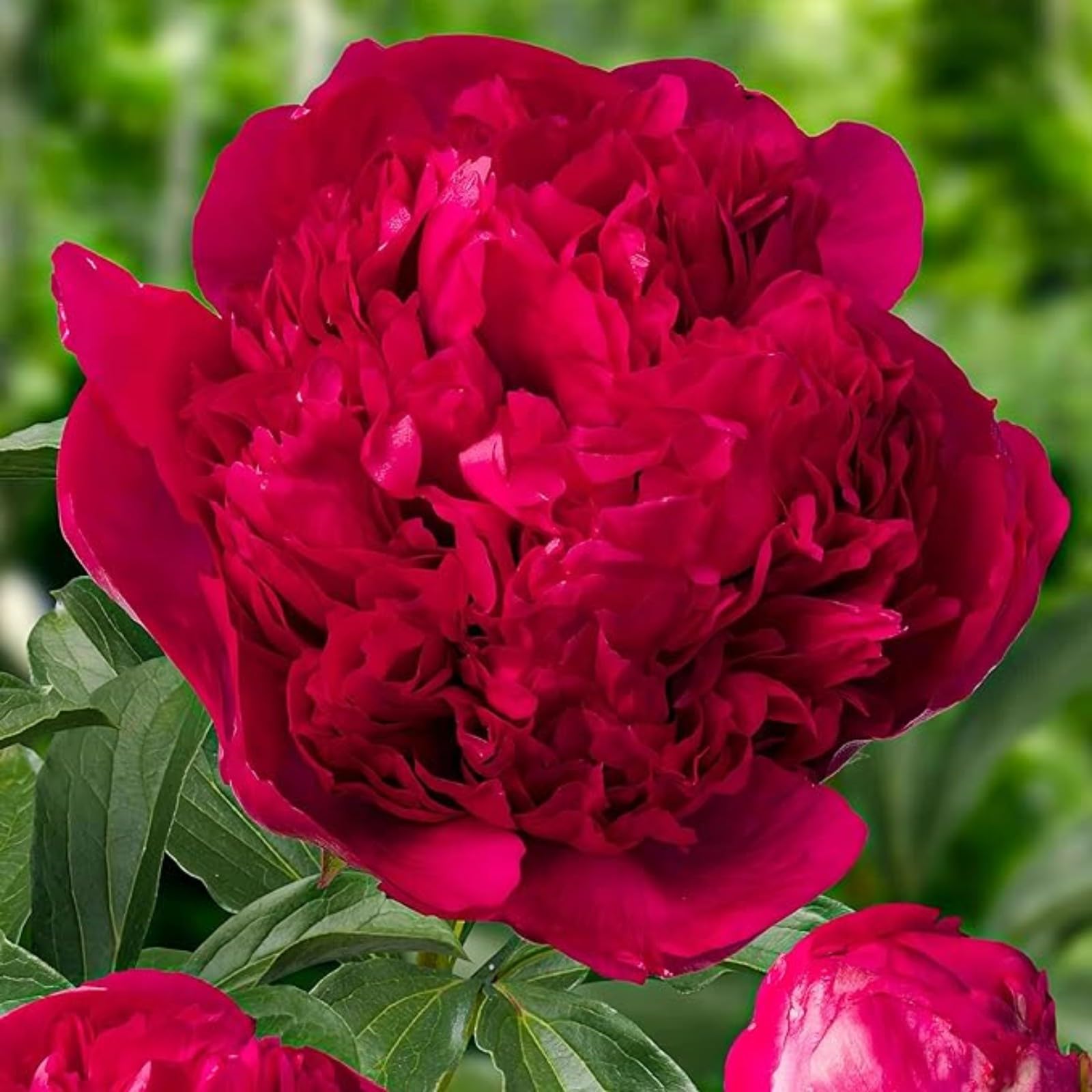 Peony Bulbs for Planting Now UK,Plant Bulbs,Hardy Perennial,Garden Flowers,Flowering Bulbs,Greening Flower,Wedding Flowers,Strong Plants That Grow Well-5Bulbs-J โ image 1