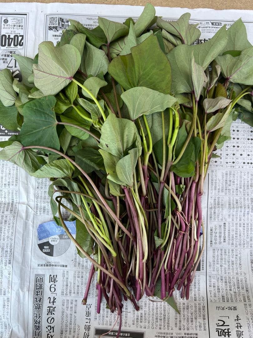 Amazon.co.jp: 芋苗 紅はるか50本 : DIY・工具・ガーデン