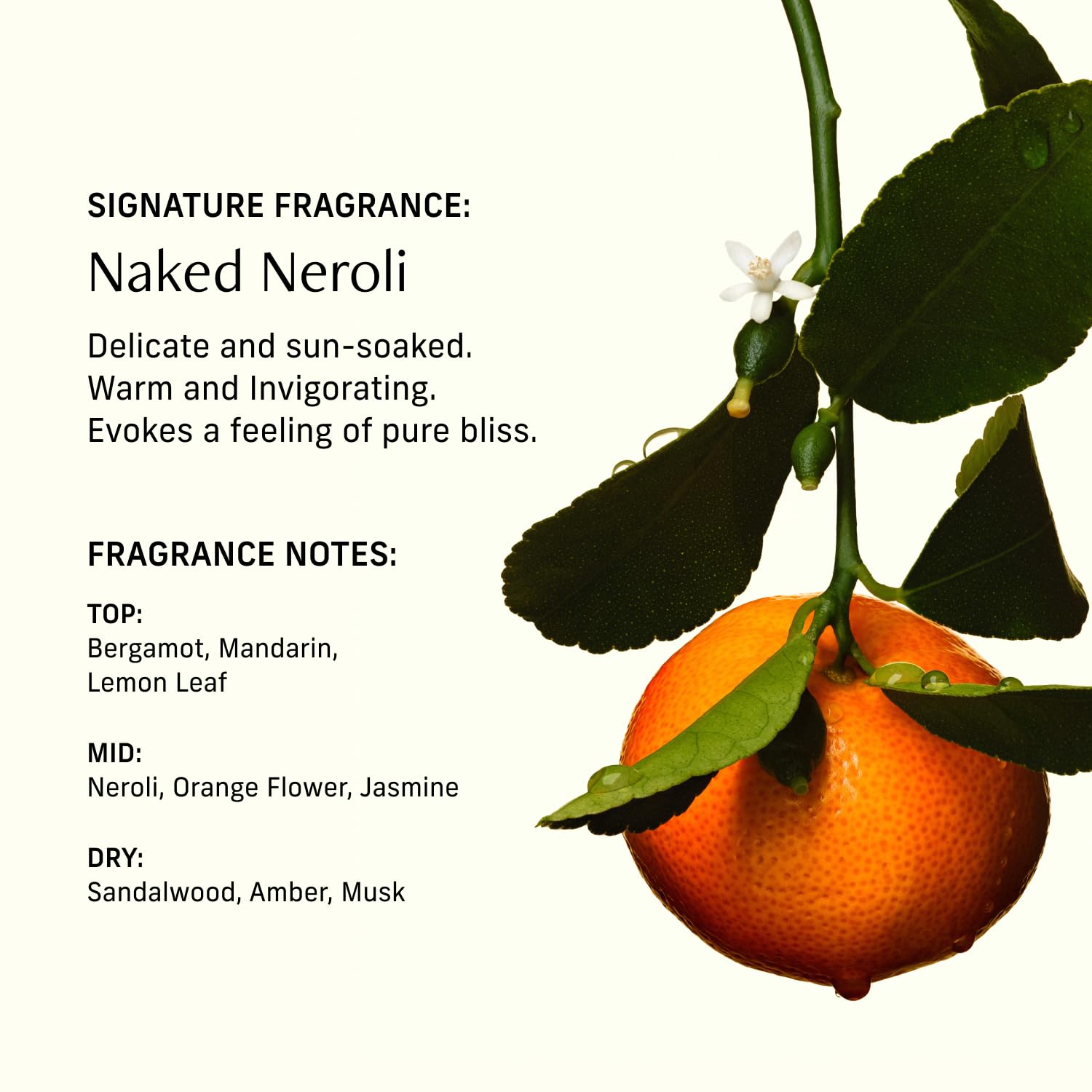 CYKLAR Perfume Oil Roll-On. Travel-Friendly Naked Neroli Fragrance, with Neroli, Mandarin, and Amber Notes. Long-Lasting Parfum for Women and Men. 0.5 Fl Oz Scented Rollerball Bottle - Image 4