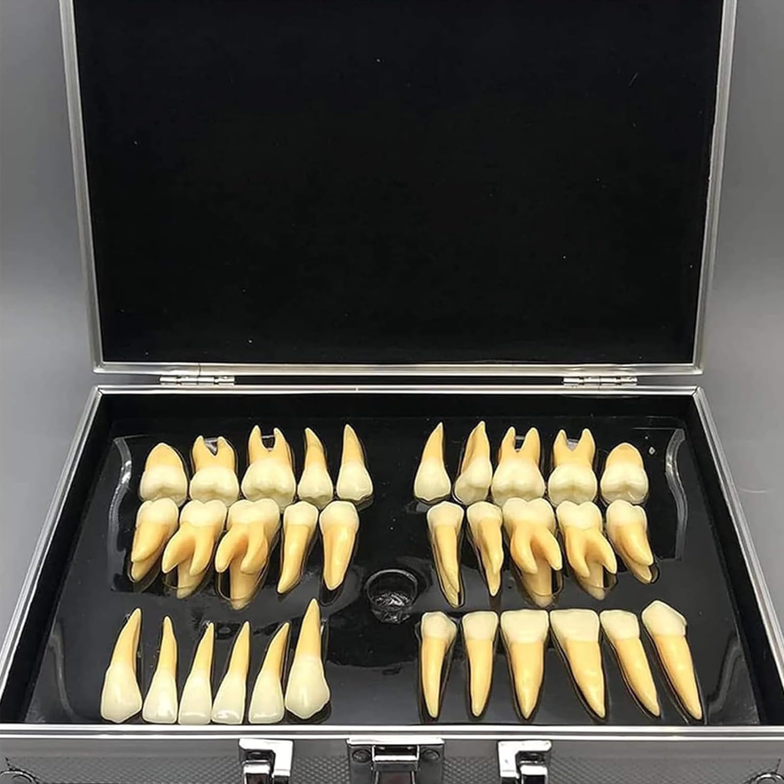 Kit di denti dentali ingranditi con custodia, strumento didattico educativo per professionisti dentali e studenti