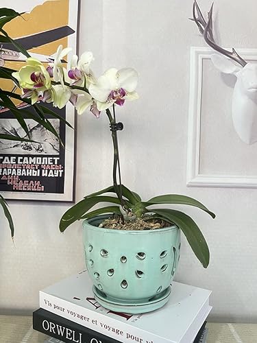 Miniatura 8 de Better-way Macetas de orquídeas con agujeros, recipiente redondo de cerámica para suculentas, maceta de mariposa, platillo, alféizar de ventana,
