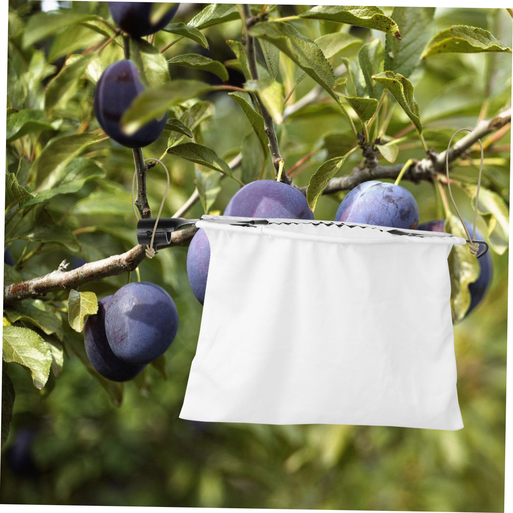 INOOMP 1pezzi Raccoglifrutta da Giardino Attrezzo per Raccogliere la Frutta Cesto per Frutta Portatile senza Danni ai Rami Facile da Usare per Frutteti