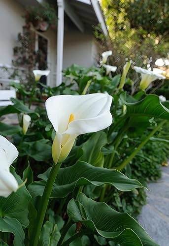 Calla Lilies Aethiopica White Giant - 3 bulbos grandes - Bombilla 15+ cm