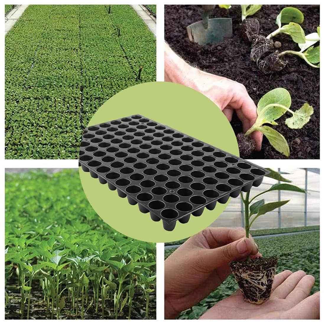 SIDDHI 98 Cavity Seedling Tray 54cmX26cmX3cm (LxWxH) Pack of 12 Tray |Nursery Tray for Plantation|Germination Tray| Reuseable Germination Pot for Seeding| Plant Growing Tray-picture-11