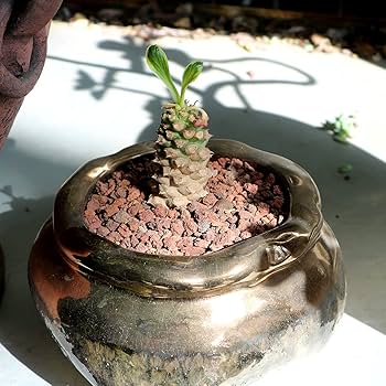 山渓鉢　石付き　溶岩石　雲山石　植木鉢　多肉植物　サボテン　一点物　盆栽 山渓鉢 石付き 溶岩石 雲山石 植木鉢 多肉植物 サボテン 一点物 盆栽