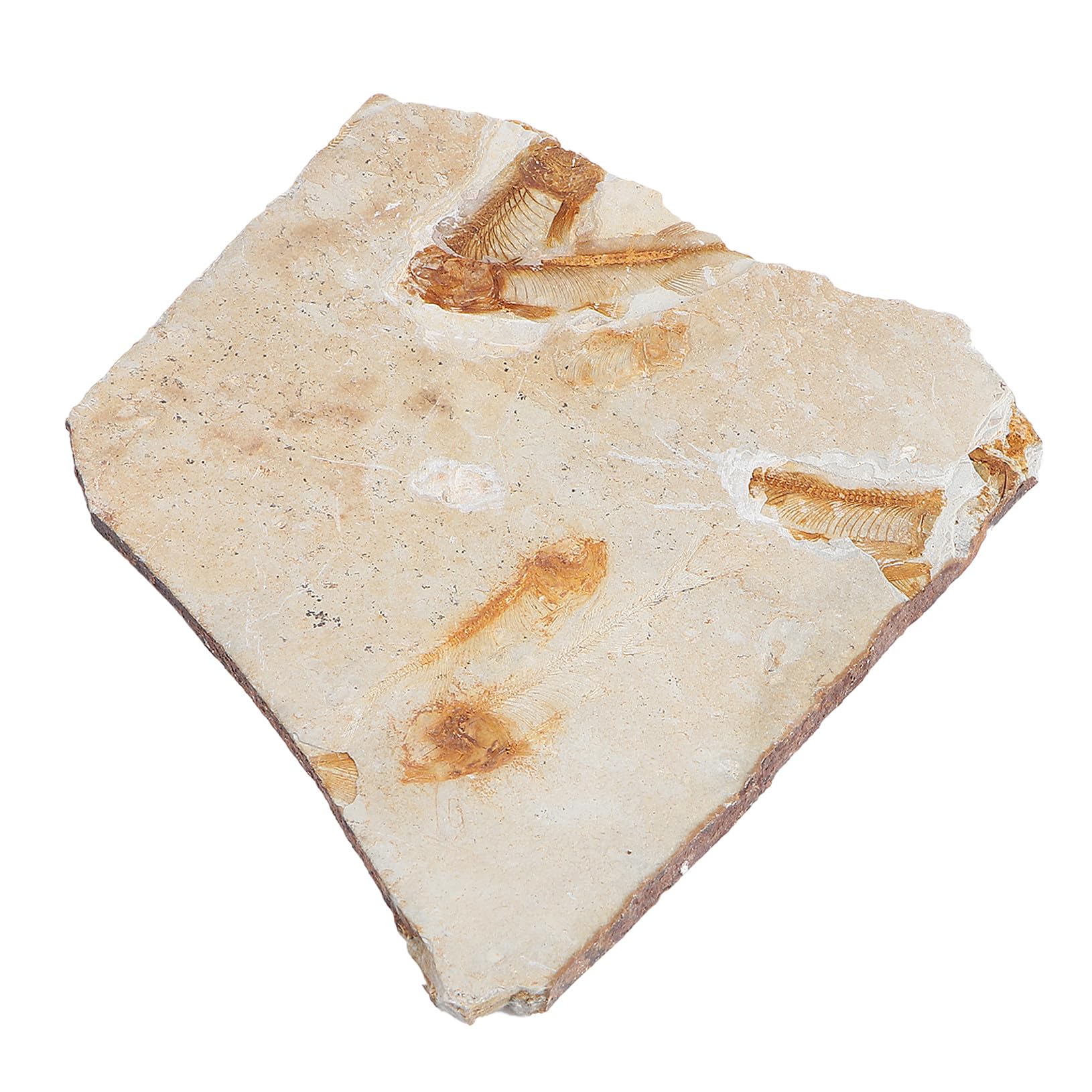 Cabilock Campione Fossile Pesce Resina per Laboratorio di Scienze e Ricerca Educativa, Decorazione da Scrivania per Studio e Materiale Didattico per Studenti, Dimensioni Stili multipli