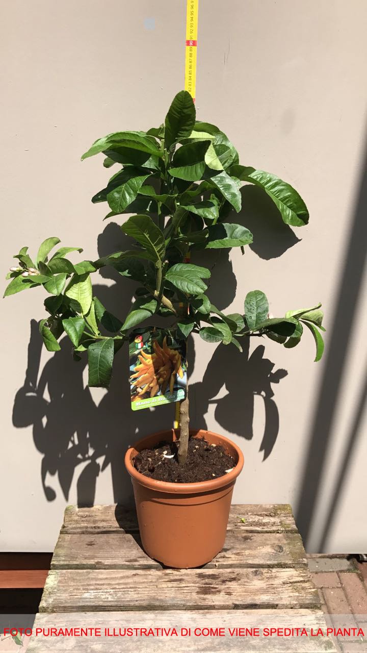 Pianta Di Cedro Mano Di Buddha In Vaso &oslash;20 Cm - Agrumi Siciliani Decorativi E Profumati