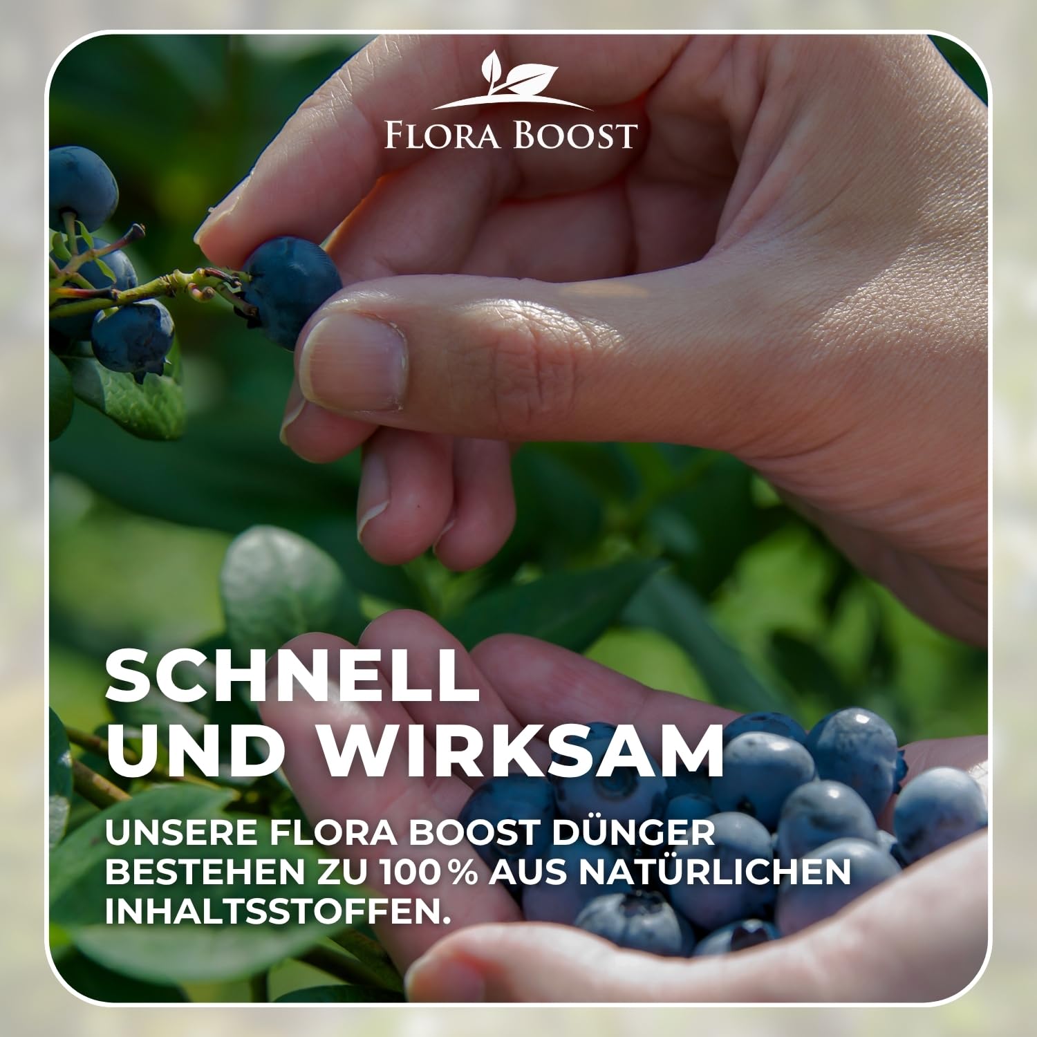 heidelbeeren natürlich düngen Jetzt Heidelbeerdünger main image 1